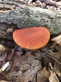 Boletellus pseudochrysenteroides image