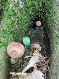 Tylopilus rubrobrunneus image