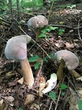 Tylopilus rubrobrunneus image