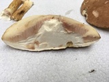 Tylopilus rubrobrunneus image