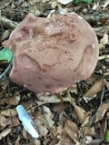 Tylopilus rubrobrunneus image