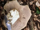 Tylopilus rubrobrunneus image