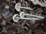 Gymnopus confluens image