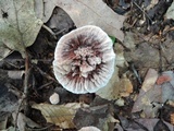 Hydnellum scrobiculatum image