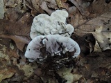 Hydnellum suaveolens image