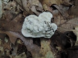 Hydnellum suaveolens image