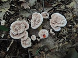 Hydnellum ferrugineum image