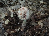 Amanita rubescens var. rubescens image