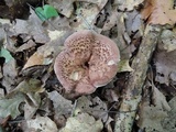 Sarcodon scabrosus image