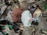 Sarcodon scabrosus image