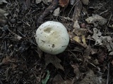 Cortinarius infractus image