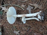 Amanita brunnescens image