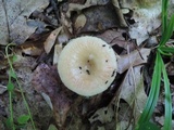 Russula pectinatoides image