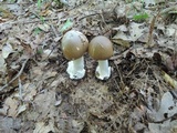 Amanita spreta image
