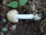 Amanita spreta image