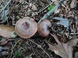 Lactarius quietus image