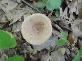 Lactarius frustratus image