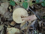 Lactarius frustratus image