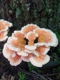Laetiporus cincinnatus image