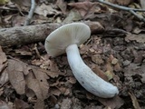 Russula parvovirescens image