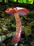 Boletus frostii image