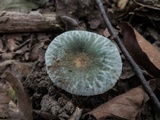 Russula parvovirescens image