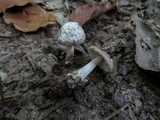 Amanita sect. Vaginatae image