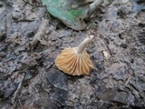 Lactarius subplinthogalus image