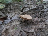 Lactarius subplinthogalus image