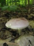 Tylopilus rubrobrunneus image