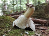 Lactifluus hygrophoroides image