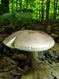 Tylopilus rubrobrunneus image