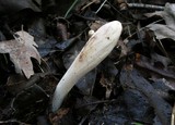 Clavariadelphus occidentalis image