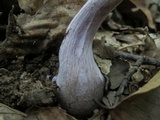 Laccaria ochropurpurea image