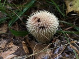 Lycoperdon echinatum image