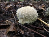 Lycoperdon echinatum image