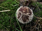 Lycoperdon echinatum image