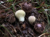 Lycoperdon echinatum image