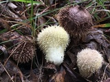 Lycoperdon echinatum image