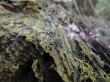 Arcyria cinerea image