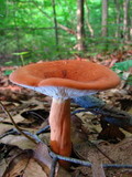 Lactarius volemus image