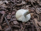 Russula flavisiccans image