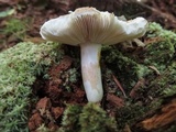 Russula flavisiccans image