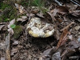 Russula ochroleucoides image