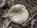 Russula ochroleucoides image