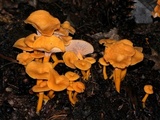 Cantharellus ignicolor image