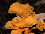 Cantharellus ignicolor image