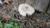 Amanita sect. Vaginatae image