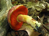 Boletus subluridellus image