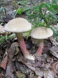 Caloboletus inedulis image